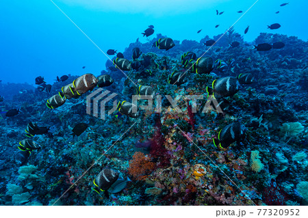 ユウゼン群れ 77320952