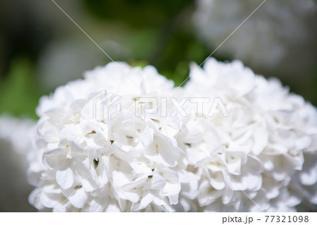 満開のオオデマリの花 77321098