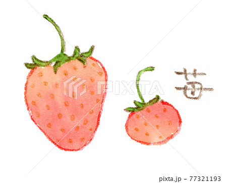 大きなイチゴと小さなイチゴの水彩イラスト 77321193