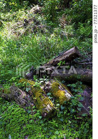 横浜市緑区の四季の森公園の景色 77321377