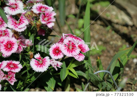 ナデシコの花 ナデシコの花 77321530