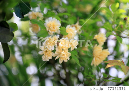 モッコウバラの花 モッコウバラの花 77321531