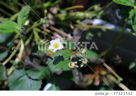 イチゴの花 77321532