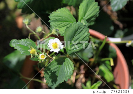イチゴの花 イチゴの花 77321533