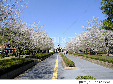 桜の季節を迎えた特攻平和会館の入り口 桜の季節を迎えた特攻平和会館の入り口 77321558
