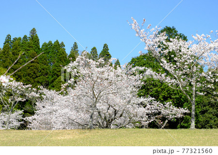 公園の丘に咲く綺麗な桜の木 77321560