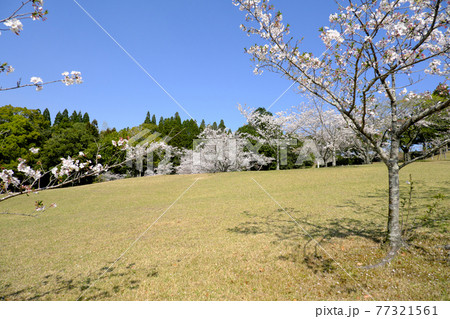 知覧平和公園の美しい春の丘 知覧平和公園の美しい春の丘 77321561