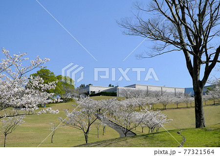 知覧平和公園に続く桜の行進 知覧平和公園に続く桜の行進 77321564