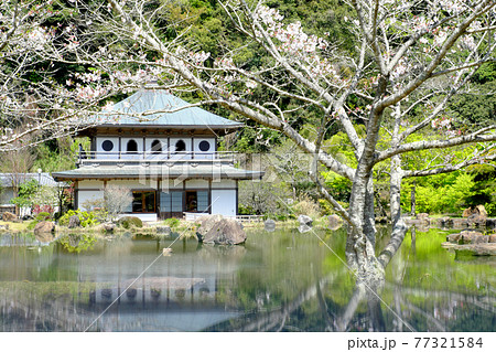 桜の咲く岩屋公園の神秘的な風景 桜の咲く岩屋公園の神秘的な風景 77321584