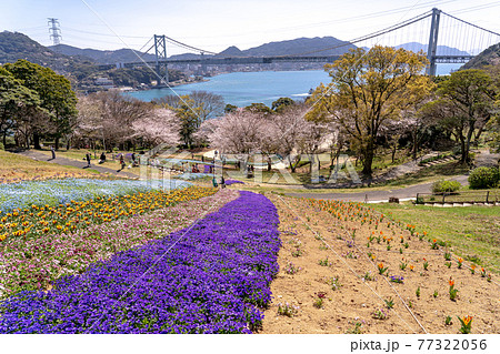 山口県下関市　春のトルコチューリップ園と関門海峡の眺め 77322056