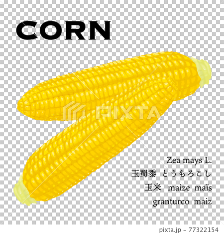 茹でたとうもろこしのベクターイラストのイラスト素材