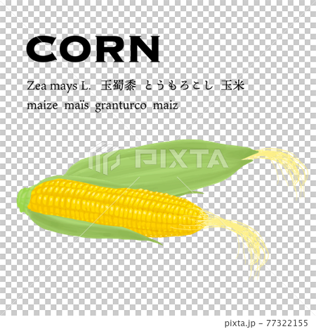 Vector illustration of fresh corn with teeth Vector illustration of fresh corn with teeth 77322155