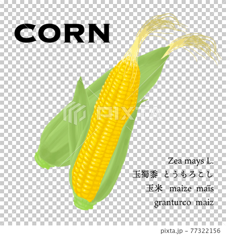 Vector illustration of ripe corn with leaves 77322156