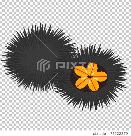 ウニのイラストのイラスト素材