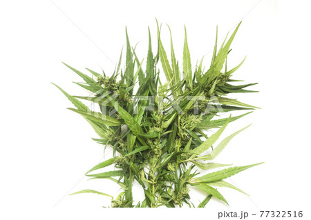 part of cannabis branch on white part of cannabis branch on white 77322516