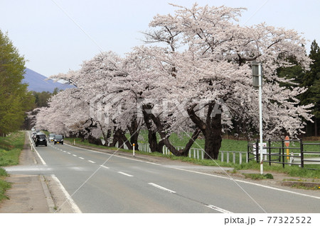 桜が咲く岩手県道219号の桜並木（小岩井農場付近） 77322522
