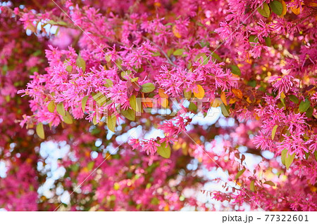 アカバナトキワマンサクの花 77322601