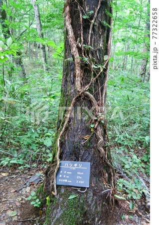 白神山地 世界遺産の径 ブナ林散策道 白神山地 世界遺産の径 ブナ林散策道 77322658