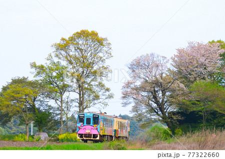 ひたちなか海浜鉄道湊線　編成写真　春＆桜 77322660