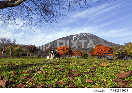 秋の羊蹄山の麓を走る黒柴 秋の羊蹄山の麓を走る黒柴 77322903