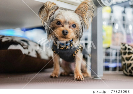 かわいいヨークシャーテリア コンパニオン アニマル の写真素材