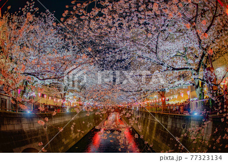 目黒川の満開の夜桜 77323134