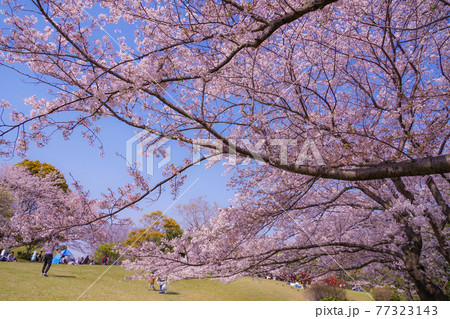 本牧山頂公園の満開の桜（横浜市） 77323143