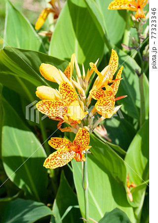 黄色に赤い斑点のカンナの花 黄色に赤い斑点のカンナの花 77323346
