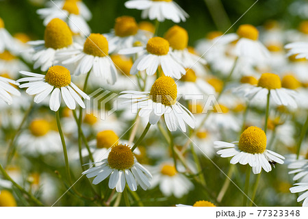 白いカモミールの花畑　クローズアップ 77323348