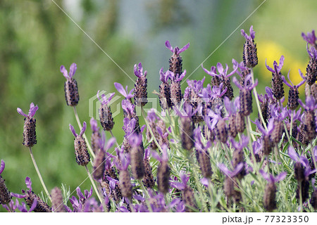 パイナップルみたいな紫色のフレンチラベンダー パイナップルみたいな紫色のフレンチラベンダー 77323350