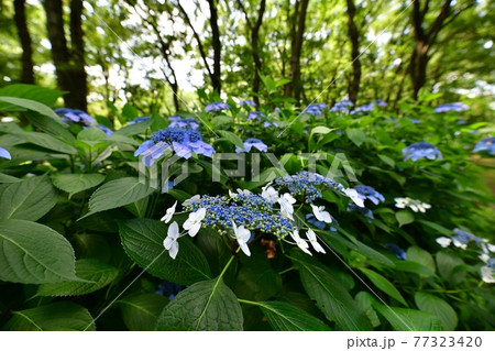 紫陽花の散歩道 紫陽花の散歩道 77323420