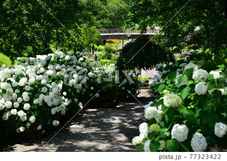 紫陽花の散歩道 77323422