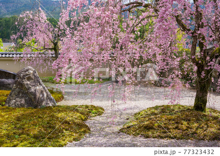 京都　実相院の枝垂れ桜 77323432