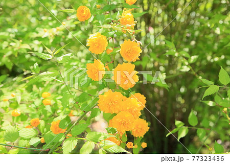 ヤマブキの花 77323436