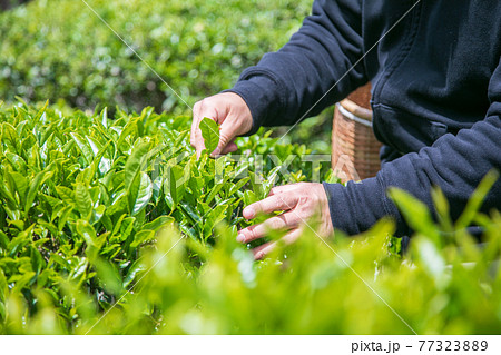 新茶 新茶 77323889