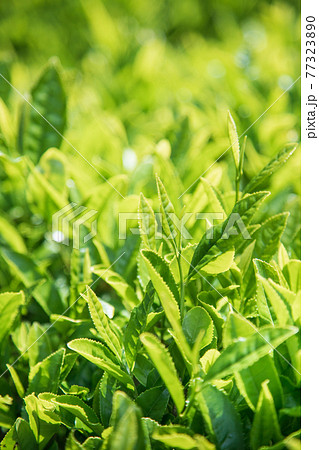 新茶 新茶 77323890