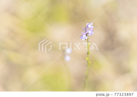 細い茎に紫の小さな花を付ける松葉海蘭 77323897