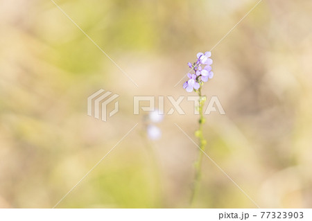 細い茎に紫の小さな花を付ける松葉海蘭の写真素材