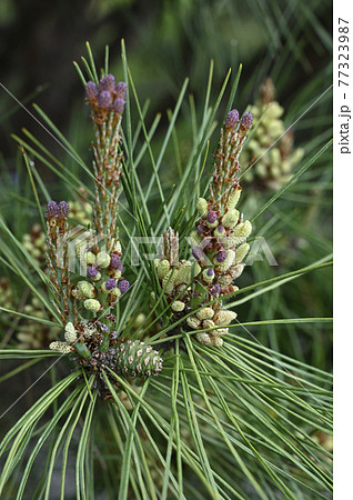 松の花 松の花 77323987
