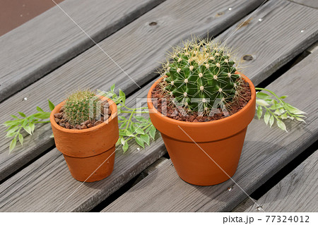 サボテン, ヘリテリー, 園芸、ガーデニング、植物, 観葉植物, 緑, ,緑色,,仙人掌,多肉植物 77324012