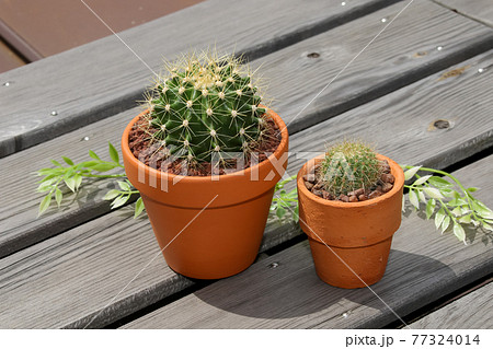 サボテン, ヘリテリー, 園芸、ガーデニング、植物, 観葉植物, 緑, ,緑色,,仙人掌,多肉植物 サボテン, ヘリテリー, 園芸、ガーデニング、植物, 観葉植物, 緑, ,緑色,,仙人掌,多肉植物 77324014