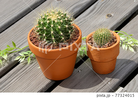 サボテン, ヘリテリー, 園芸、ガーデニング、植物, 観葉植物, 緑, ,緑色,,仙人掌,多肉植物 77324015
