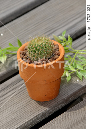 サボテン, ヘリテリー, 園芸、ガーデニング、植物, 観葉植物, 緑, ,緑色,,仙人掌,多肉植物 77324021