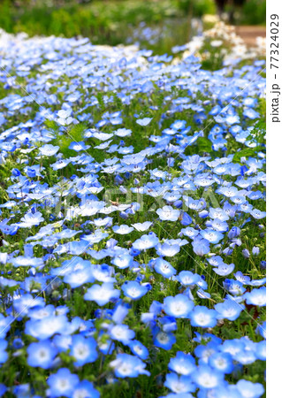 丘に咲くネモフィラ 77324029