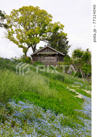 丘に咲くネモフィラ 77324040