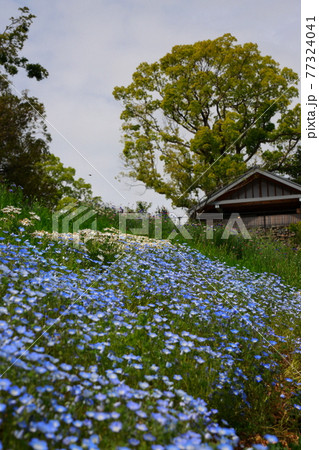 丘に咲くネモフィラ 77324041