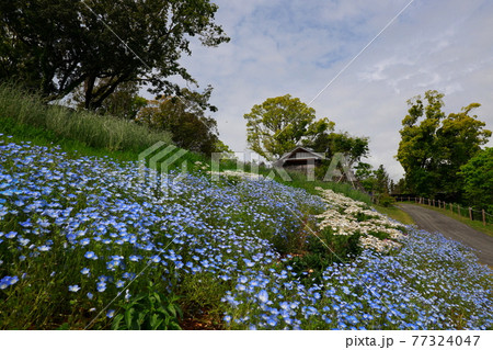 丘に咲くネモフィラ 77324047
