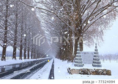 冬のメタセコイア並木　雪景色 77324094