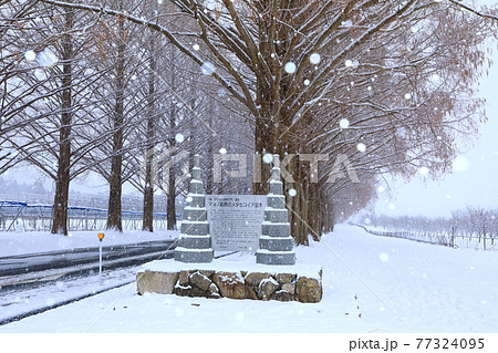冬のメタセコイア並木 雪景色 冬のメタセコイア並木 雪景色 77324095
