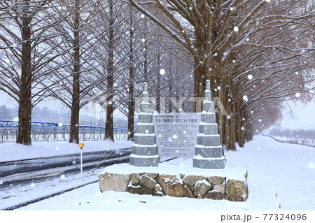 冬のメタセコイア並木　雪景色 77324096